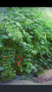 番茄(含小番茄) 產品圖片（圖片編號 847830）