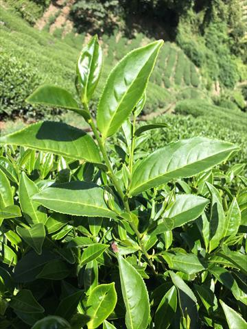 茶製品-茶 產品圖片（圖片編號 848172）