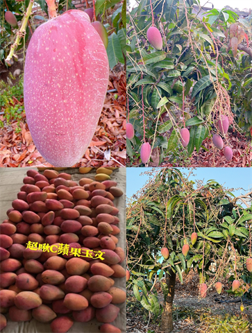 芒果 產品圖片（圖片編號 848796）