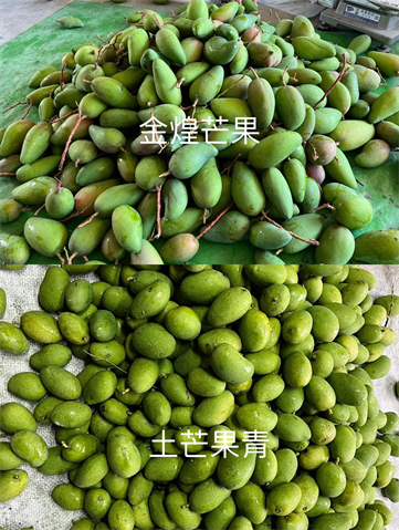 芒果 產品圖片（圖片編號 848797）