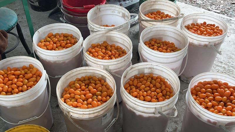 番茄(含小番茄) 產品圖片（圖片編號 848805）