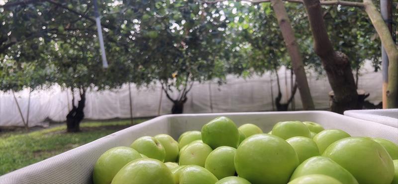 棗 產品圖片（圖片編號 848808）