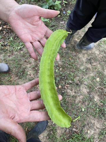 翼豆 產品圖片（產品編號 640283）
