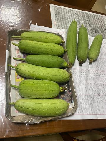 絲瓜 產品圖片（產品編號 640285）