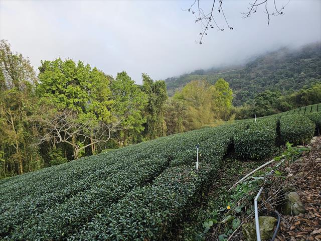 茶製品-茶 產品圖片（產品編號 642277）