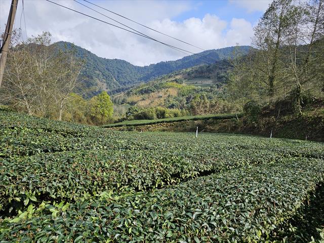 茶製品-茶 產品圖片（圖片編號 854698）