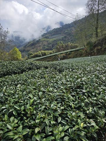 茶製品-茶 產品圖片（圖片編號 854699）