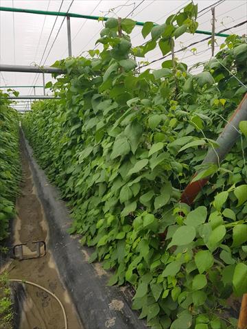 菜豆(敏豆、粉豆) 產品圖片（圖片編號 854768）