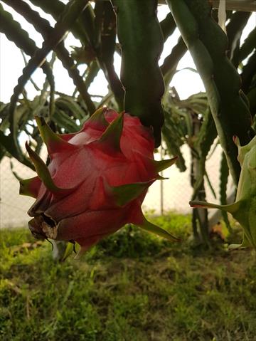 紅龍果 產品圖片（圖片編號 854770）
