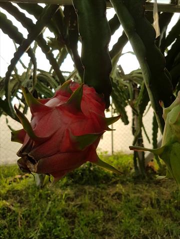 紅龍果 產品圖片（圖片編號 854771）