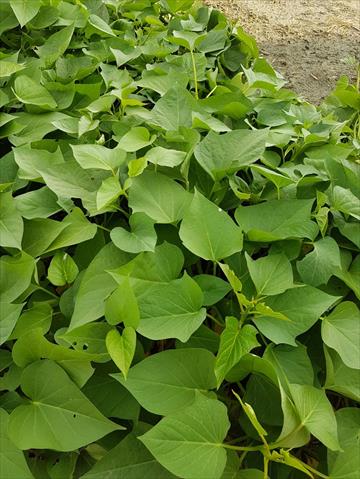 葉用甘藷(地瓜葉,甘藷葉) 產品圖片（圖片編號 854773）