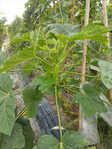 黃秋葵(羊角豆,秋葵) 產品圖片（圖片編號 854774）