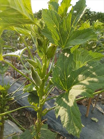 黃秋葵(羊角豆,秋葵) 產品圖片（圖片編號 854775）