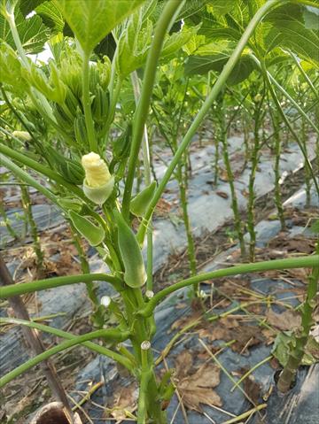 黃秋葵(羊角豆,秋葵) 產品圖片（圖片編號 854776）