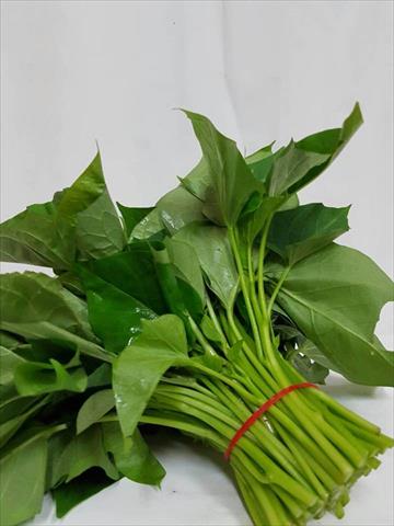 葉用甘藷(地瓜葉,甘藷葉) 產品圖片（圖片編號 854778）