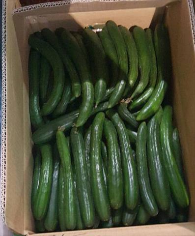 小黃瓜(花胡瓜) 產品圖片（圖片編號 854780）