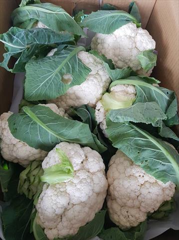 花椰菜 產品圖片（圖片編號 854788）