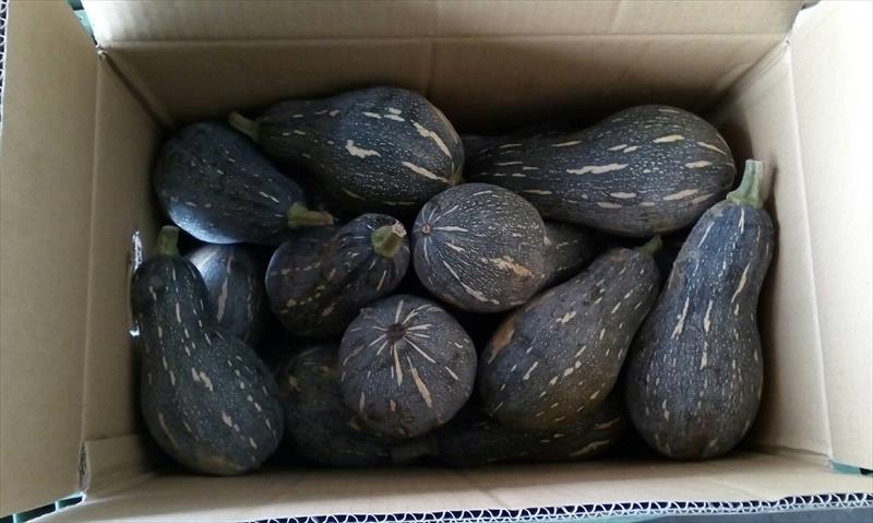 南瓜(金瓜) 產品圖片（圖片編號 854793）
