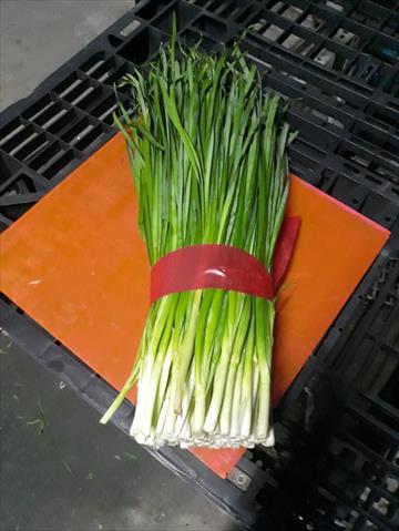 韭菜 產品圖片（圖片編號 854801）