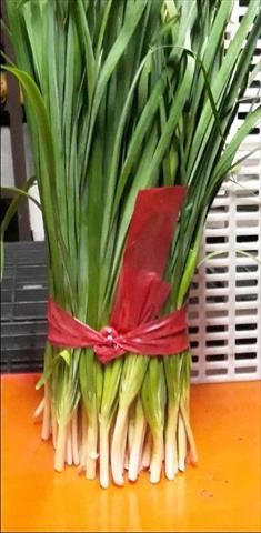 韭菜 產品圖片（圖片編號 854802）