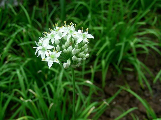 韭菜花 產品圖片（產品編號 642313）