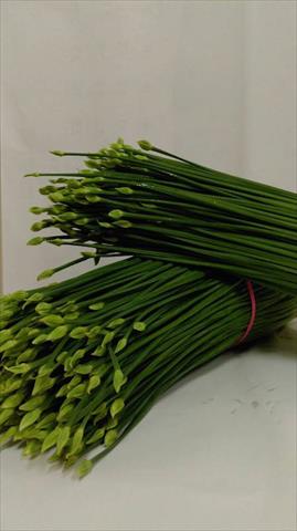 韭菜花 產品圖片（圖片編號 854806）