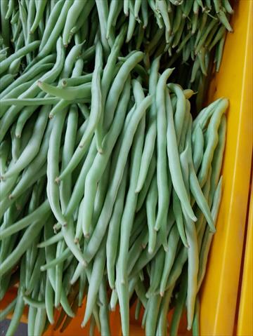 菜豆(敏豆、粉豆) 產品圖片（圖片編號 854807）