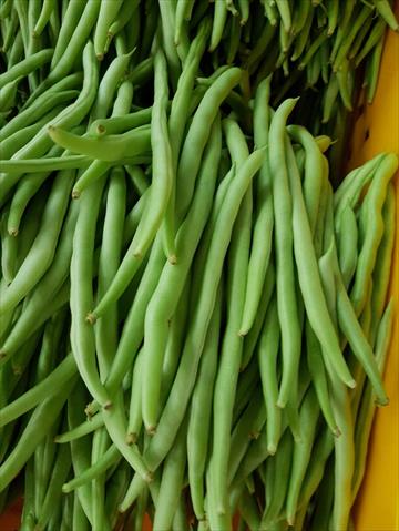 菜豆(敏豆、粉豆) 產品圖片（圖片編號 854808）