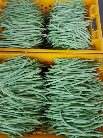 菜豆(敏豆、粉豆) 產品圖片（圖片編號 854809）
