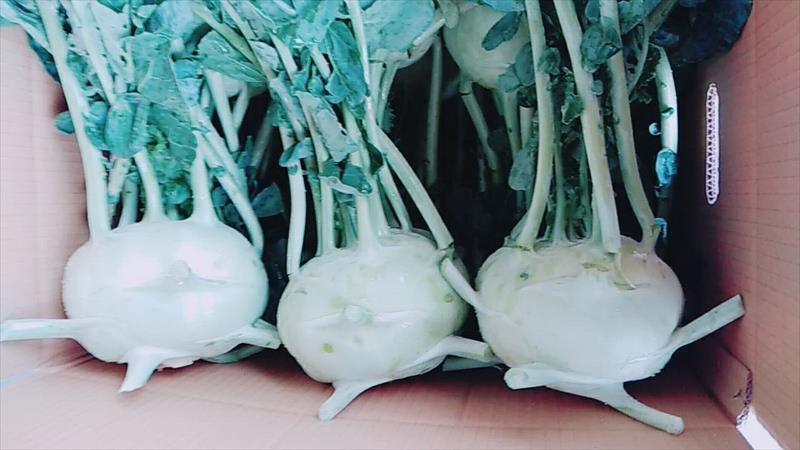 球莖甘藍 產品圖片（圖片編號 854811）