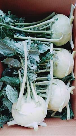 球莖甘藍 產品圖片（圖片編號 854812）