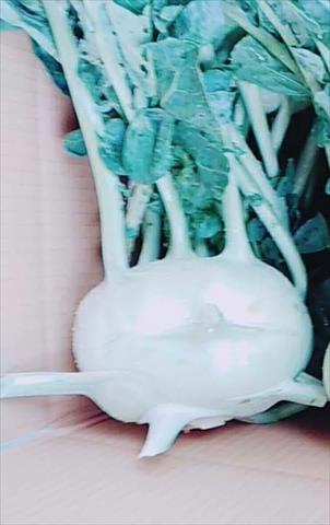球莖甘藍 產品圖片（圖片編號 854813）