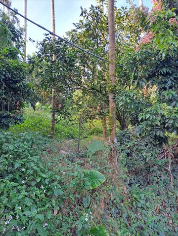 荔枝 產品圖片（圖片編號 857034）