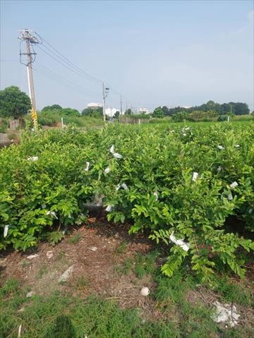 番石榴(芭樂) 產品圖片（產品編號 644229）