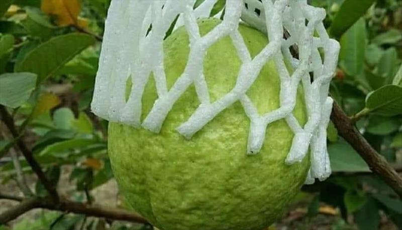 番石榴(芭樂) 產品圖片（產品編號 644247）