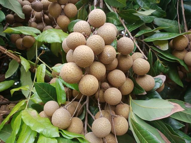 龍眼 產品圖片（圖片編號 859075）