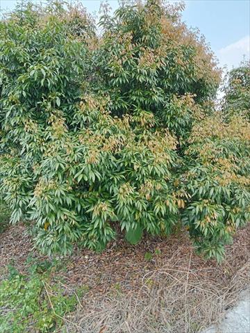 荔枝 產品圖片（產品編號 644423）