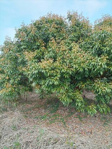 荔枝 產品圖片（圖片編號 859091）