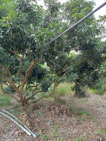 荔枝 產品圖片（圖片編號 859092）
