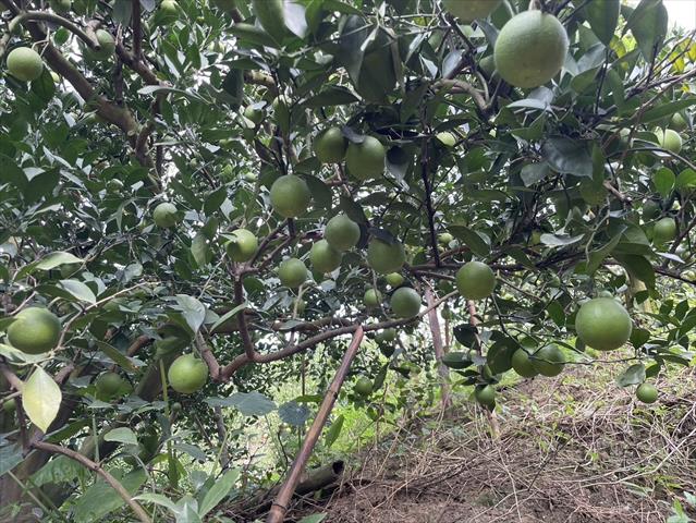 柳橙 產品圖片（圖片編號 859105）