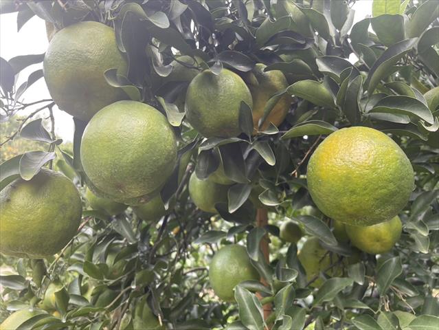 椪柑 產品圖片（圖片編號 859107）
