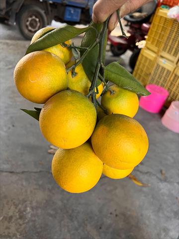 柳橙 產品圖片（產品編號 644426）