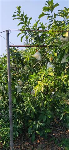 黃金果(黃晶果,加蜜蛋黃果,蜜蛋黃果) 產品圖片（圖片編號 859135）