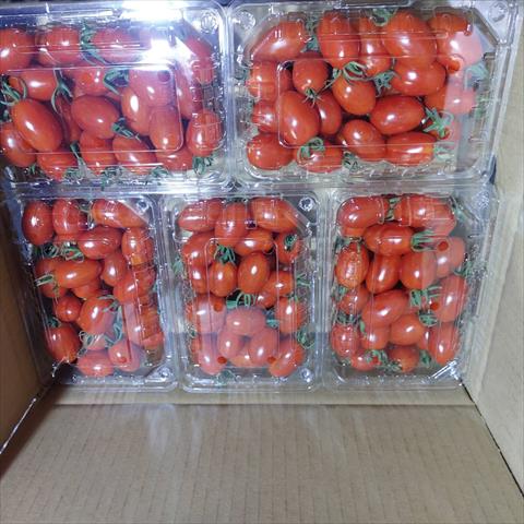 番茄(含小番茄) 產品圖片（產品編號 644436）
