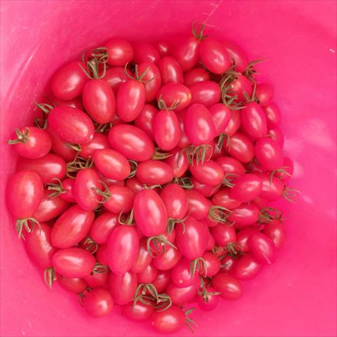 番茄(含小番茄) 產品圖片（圖片編號 859138）