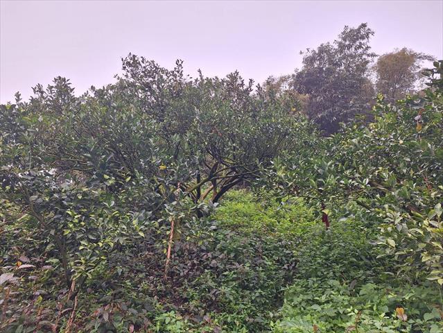 椪柑 產品圖片（產品編號 644441）
