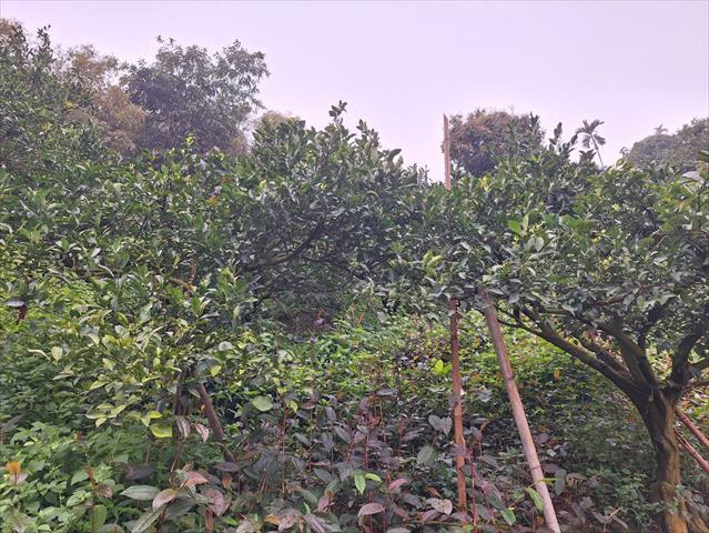 椪柑 產品圖片（圖片編號 859149）