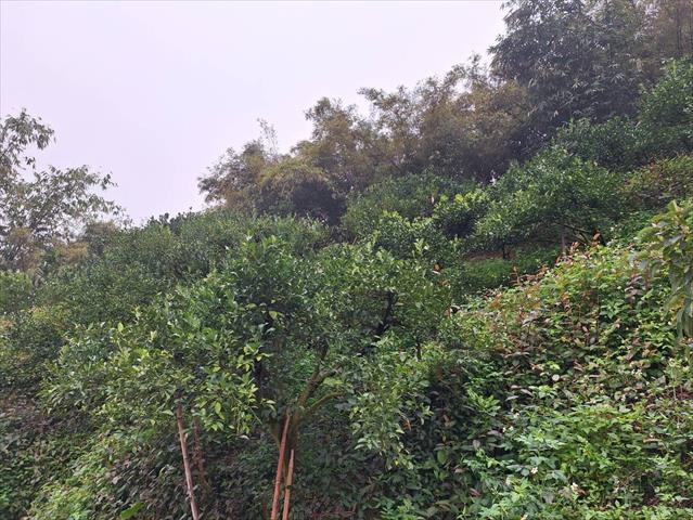 椪柑 產品圖片（圖片編號 859151）