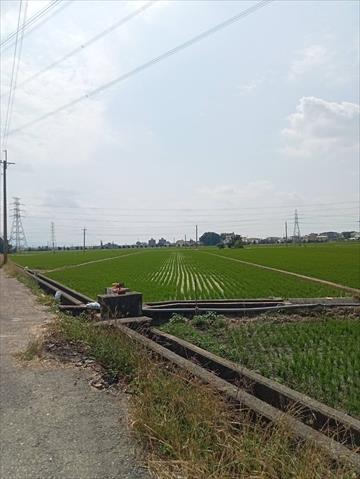 稉稻(白米或黑米) 產品圖片（圖片編號 859191）