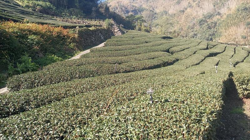 茶製品-茶 產品圖片（圖片編號 859483）